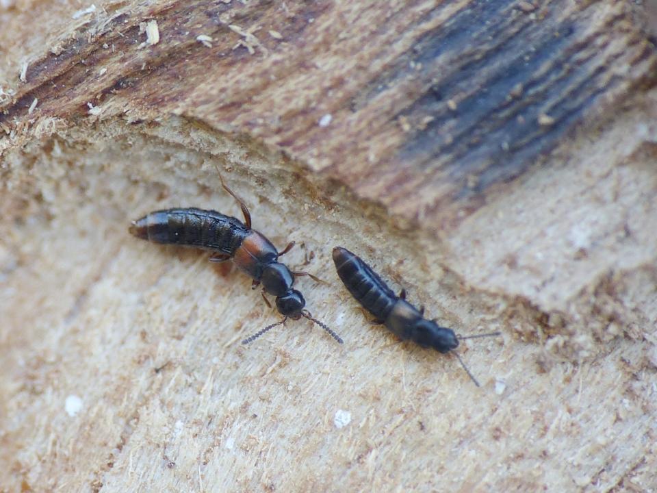 Staphylinidae minuscoli e 